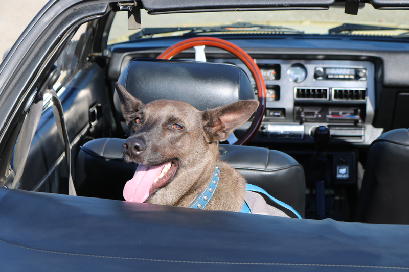 Illustration for article titled Harris Ranch C&C, Toby, and Sunchaser photodump